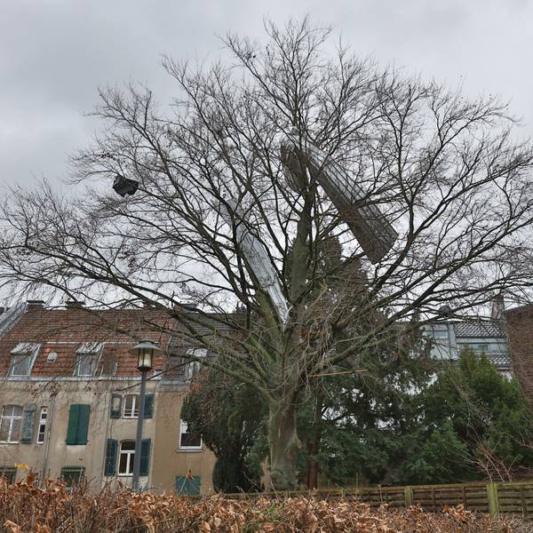 Teile eines Aludachs hängen in einem Baum fest.