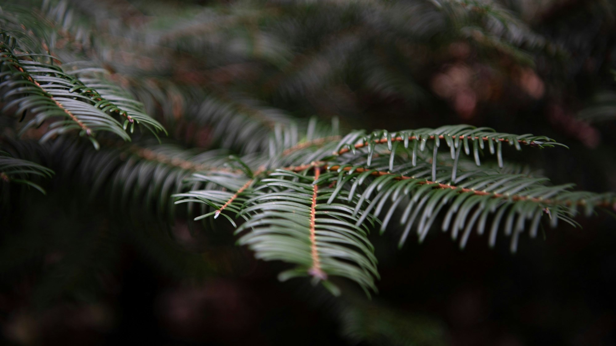 Das Bild zeigt einen Zweig mit dunkelgrünen Tannennadeln.