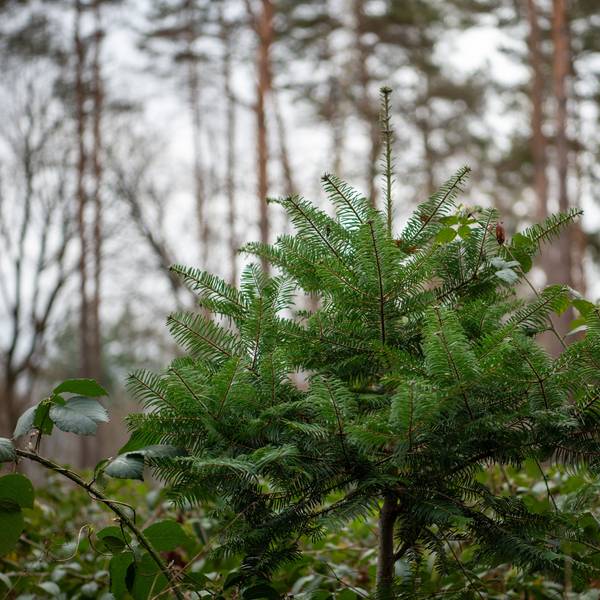 Das Bild zeigt einen Wald im Winter: Baumstämme, abgefallenes Laub und Nadelbäume sind zu sehen.