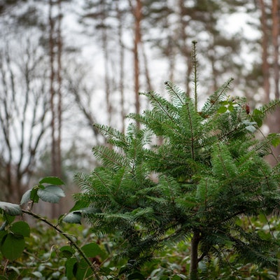 Das Bild zeigt einen Wald im Winter: Baumstämme, abgefallenes Laub und Nadelbäume sind zu sehen.