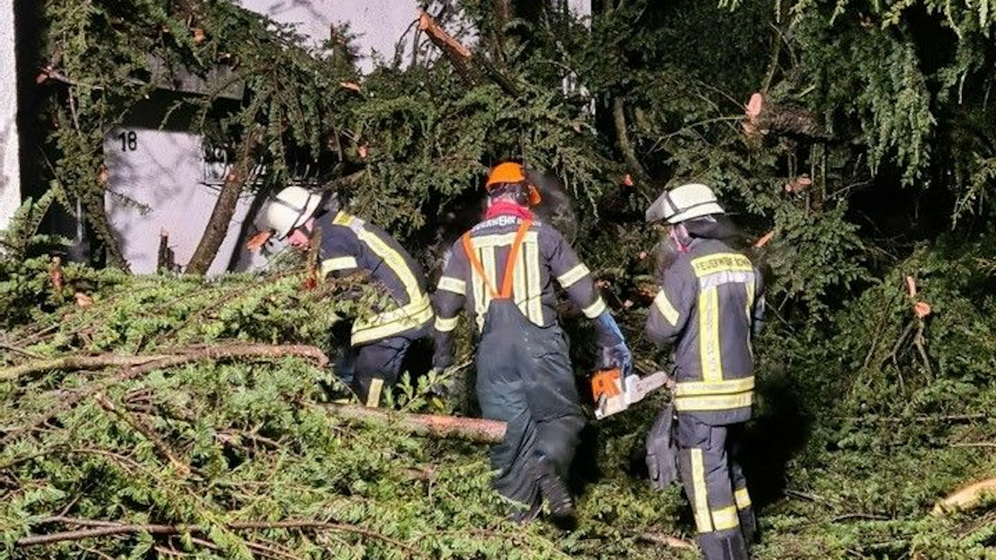 Baum auf Reihenhäusern an der Kopernikusstraße