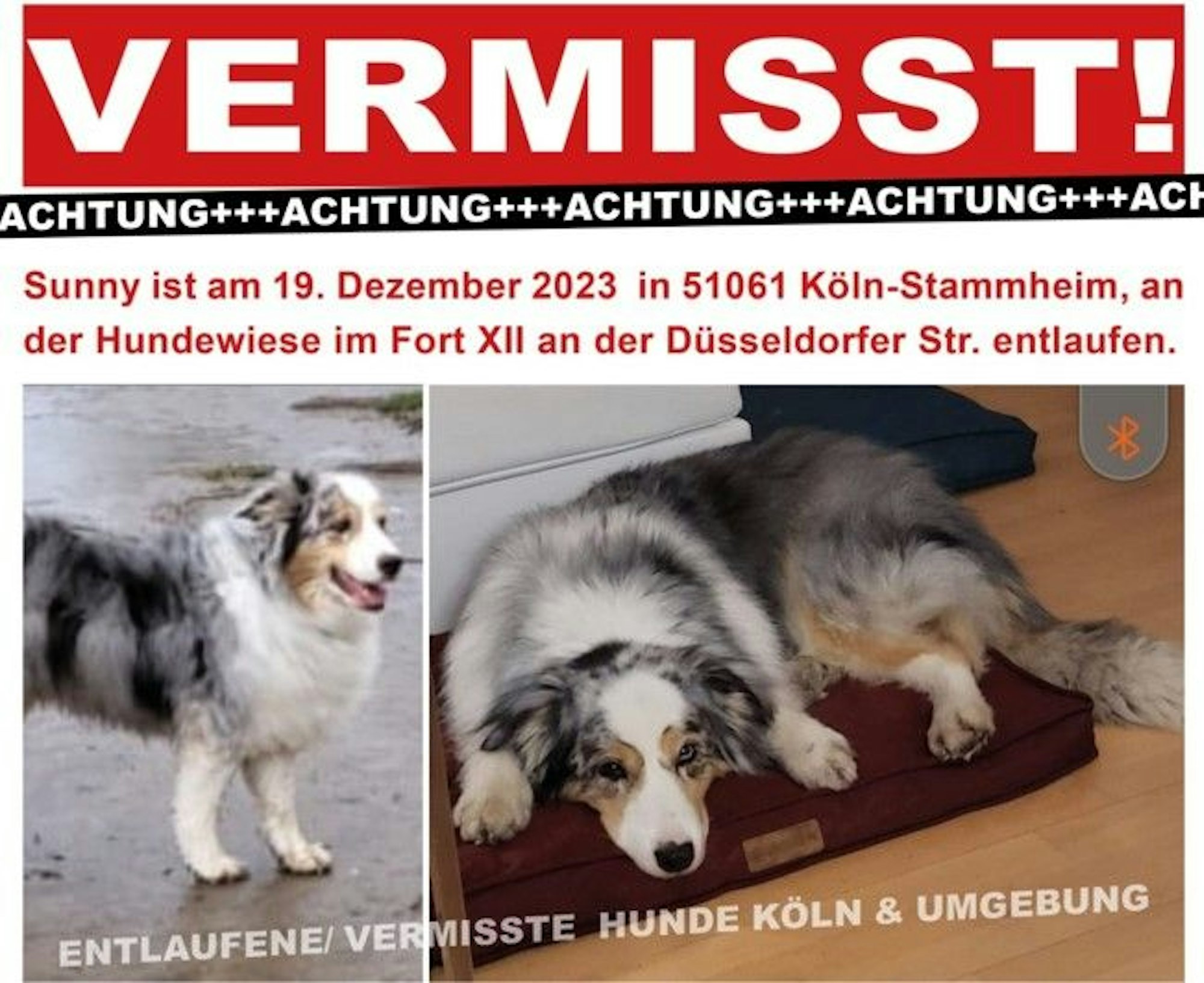 Flyer mit Bildern der Hündin Sunny