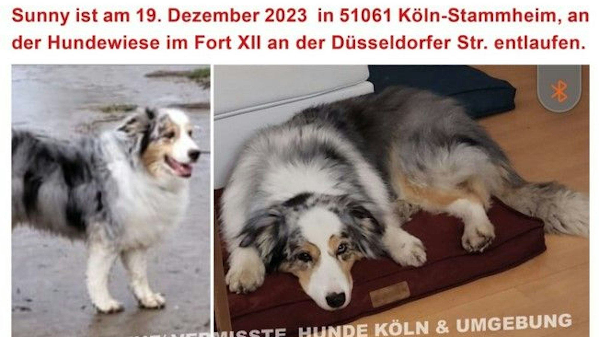 Mit diesem Flyer sucht Melanie Samare nach ihrer Hündin Sunny.