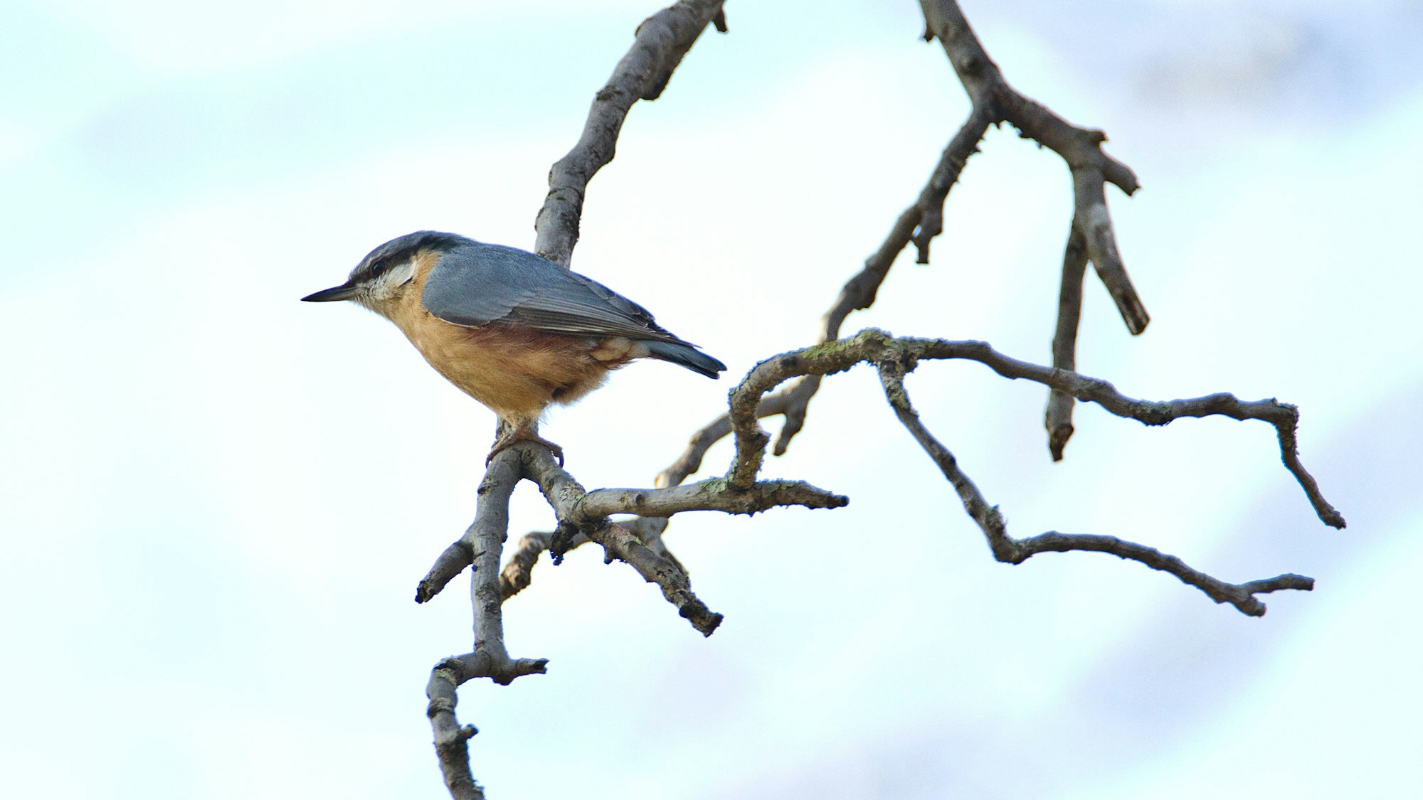 Das Bild zeigt einen Kleiber, der auf einem kahlen Ast sitzt.