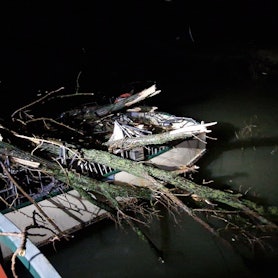Ein umgeknicker Baum am Rheinufer.