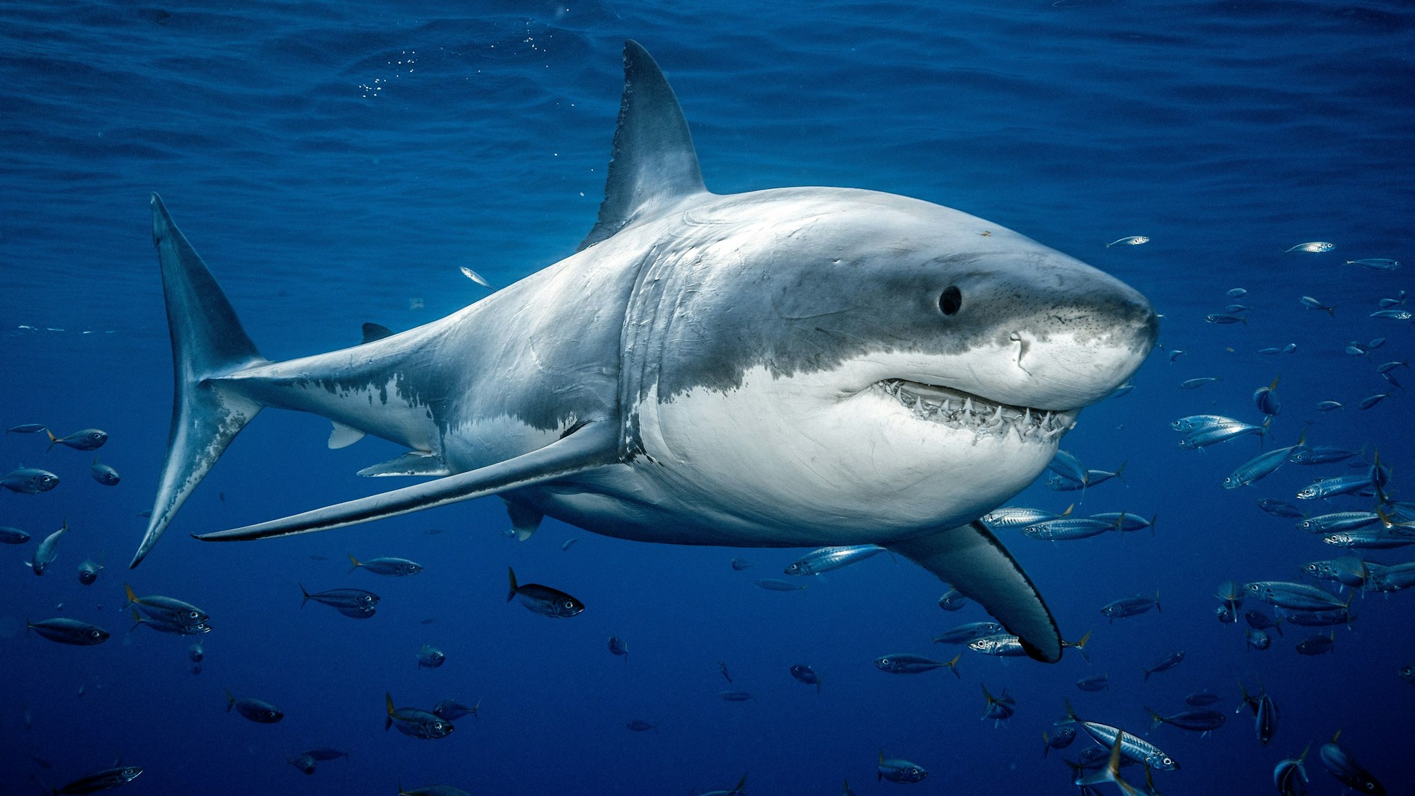 Ein Weißer Hai treibt durchs Meer. (Symbolbild)