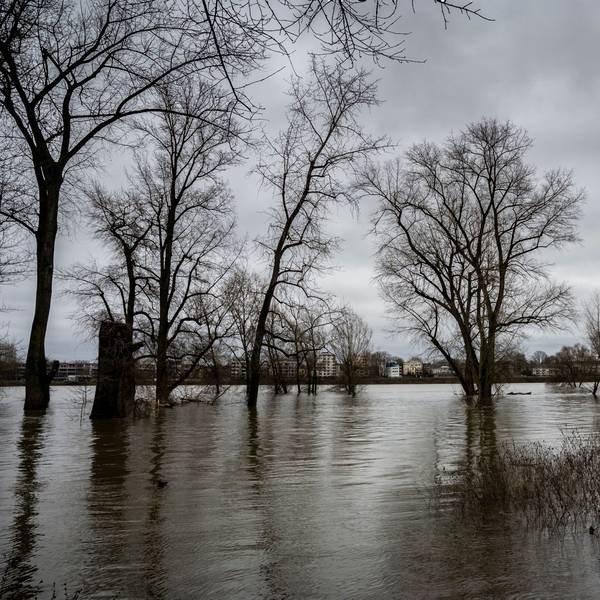 24.12.2023, Köln: Die Bäume am Rheinufer in Niehl stehen im Wasser. Der Rhein führt Hochwasser, pegelstand ist 7,43m Kölner Pegel. Foto: Uwe Weiser