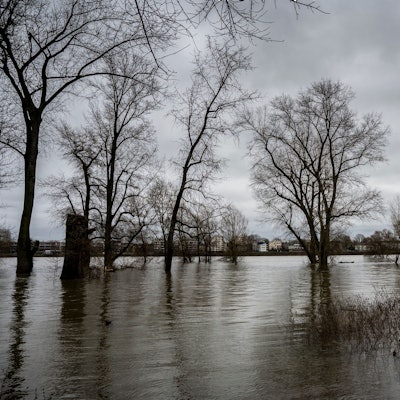 24.12.2023, Köln: Die Bäume am Rheinufer in Niehl stehen im Wasser. Der Rhein führt Hochwasser, pegelstand ist 7,43m Kölner Pegel. Foto: Uwe Weiser
