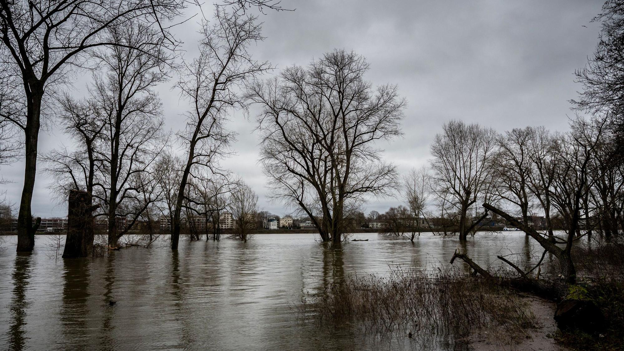 24.12.2023, Köln: Die Bäume am Rheinufer in Niehl stehen im Wasser. Der Rhein führt Hochwasser, pegelstand ist 7,43m Kölner Pegel. Foto: Uwe Weiser