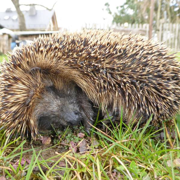Das Foto zeigt einen Igel auf einer Wiese.