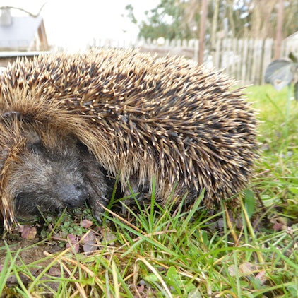 Das Foto zeigt einen Igel auf einer Wiese.