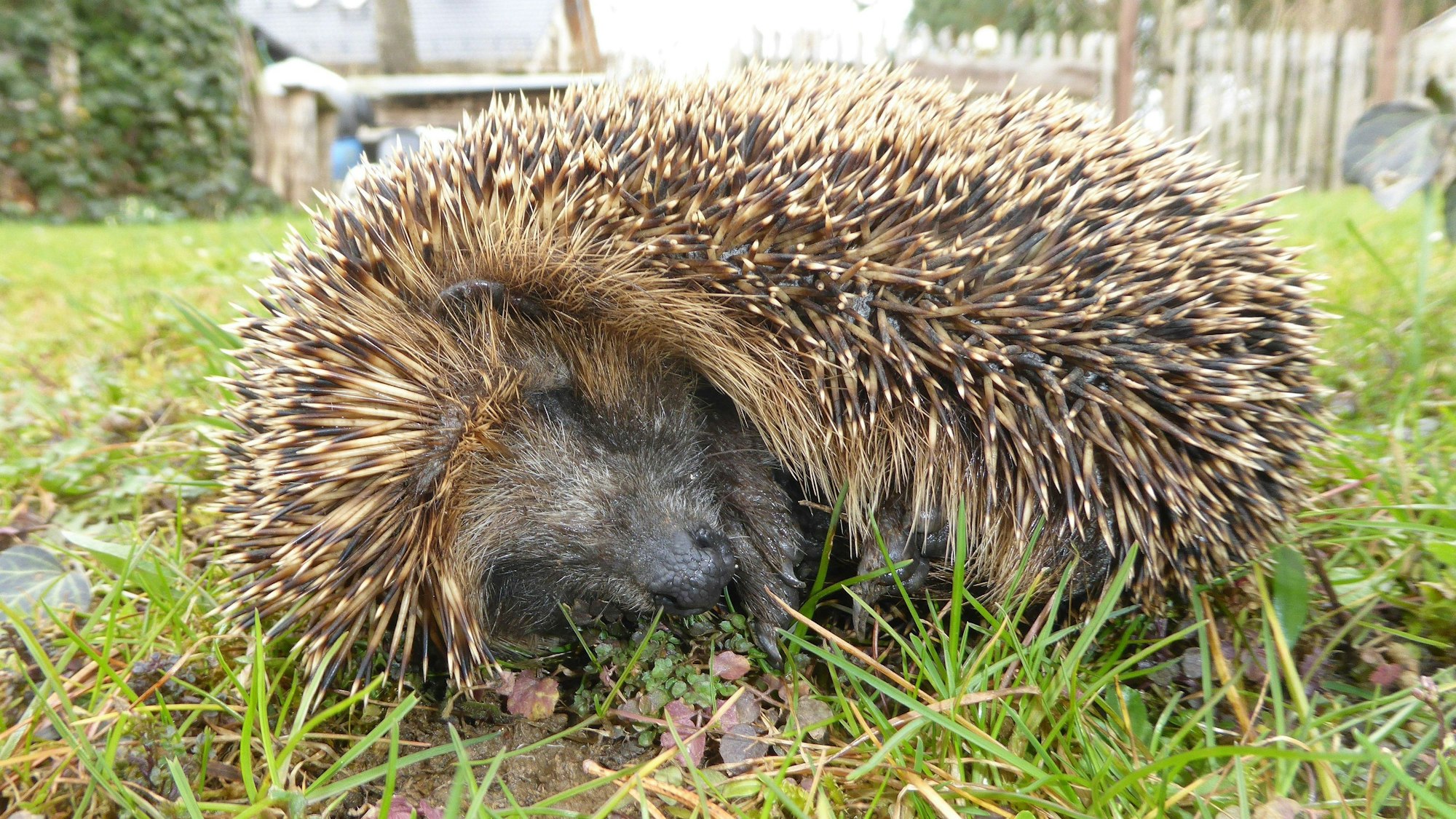 Das Foto zeigt einen Igel auf einer Wiese.
