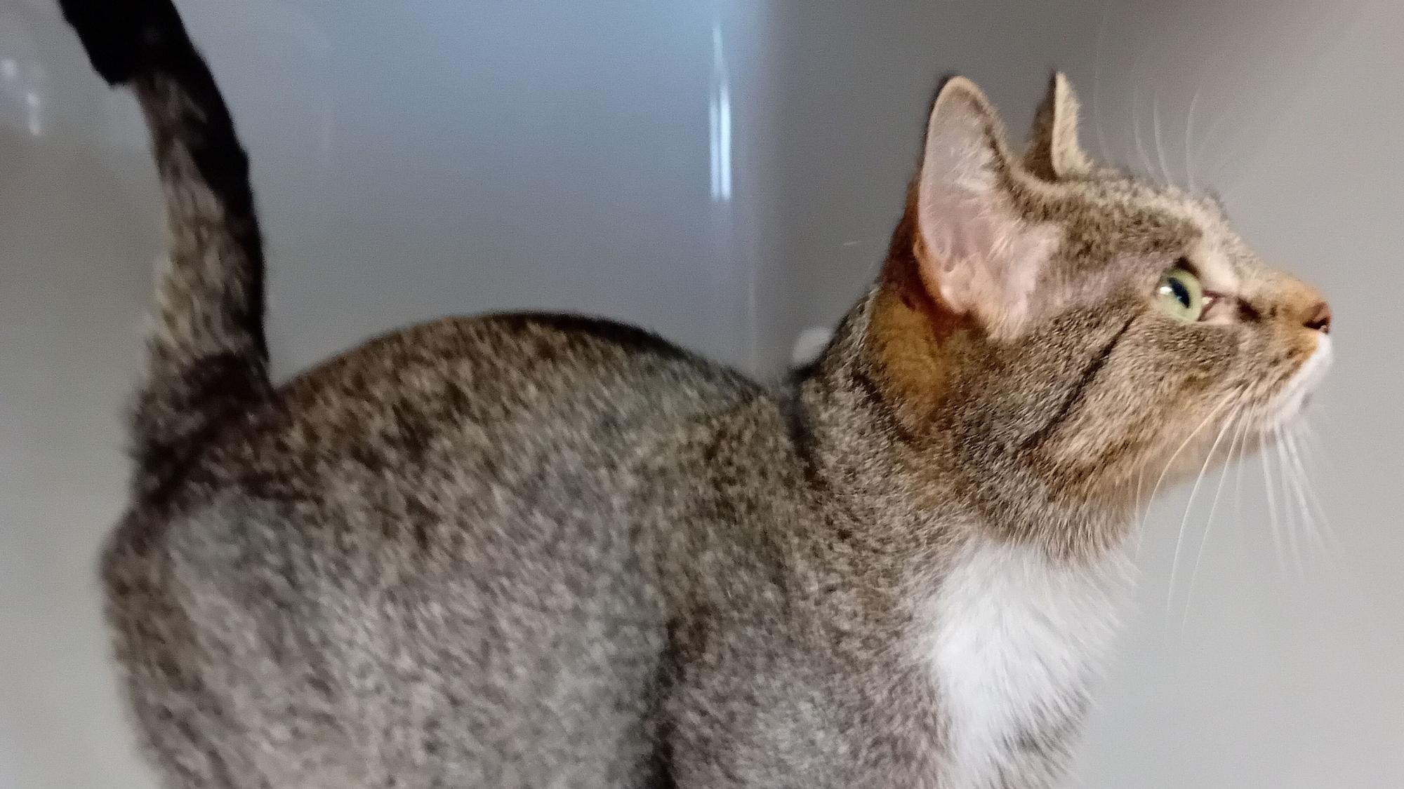 Eine Katze blickt nach oben.