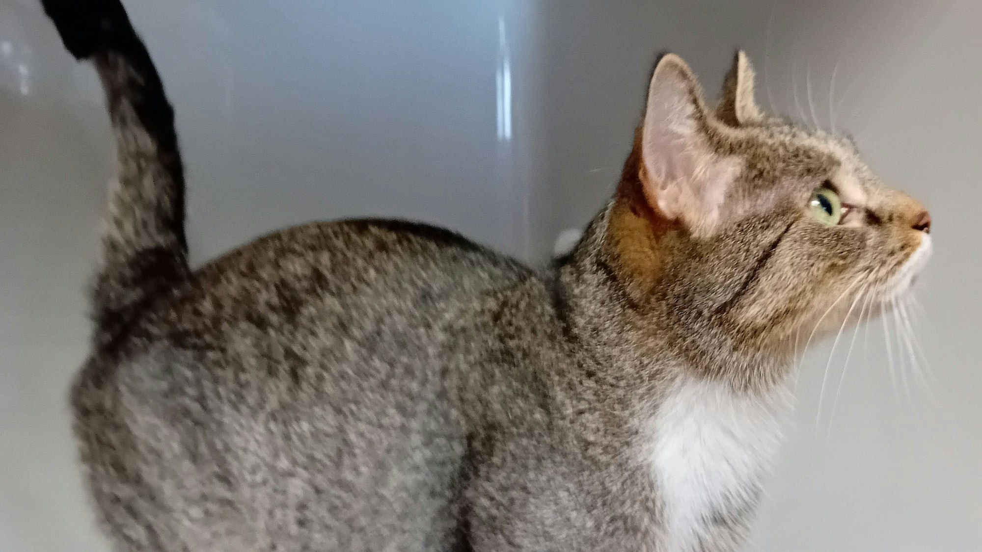 Eine Katze blickt nach oben.