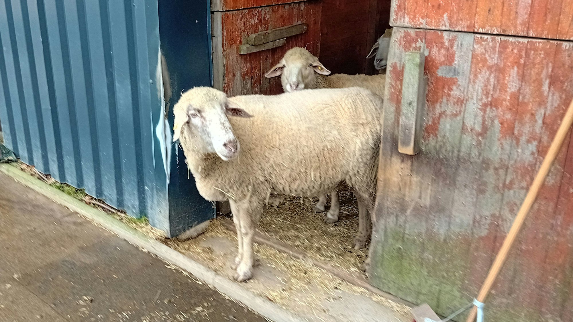 Zwei Schafe verlassen ihren Stall.
