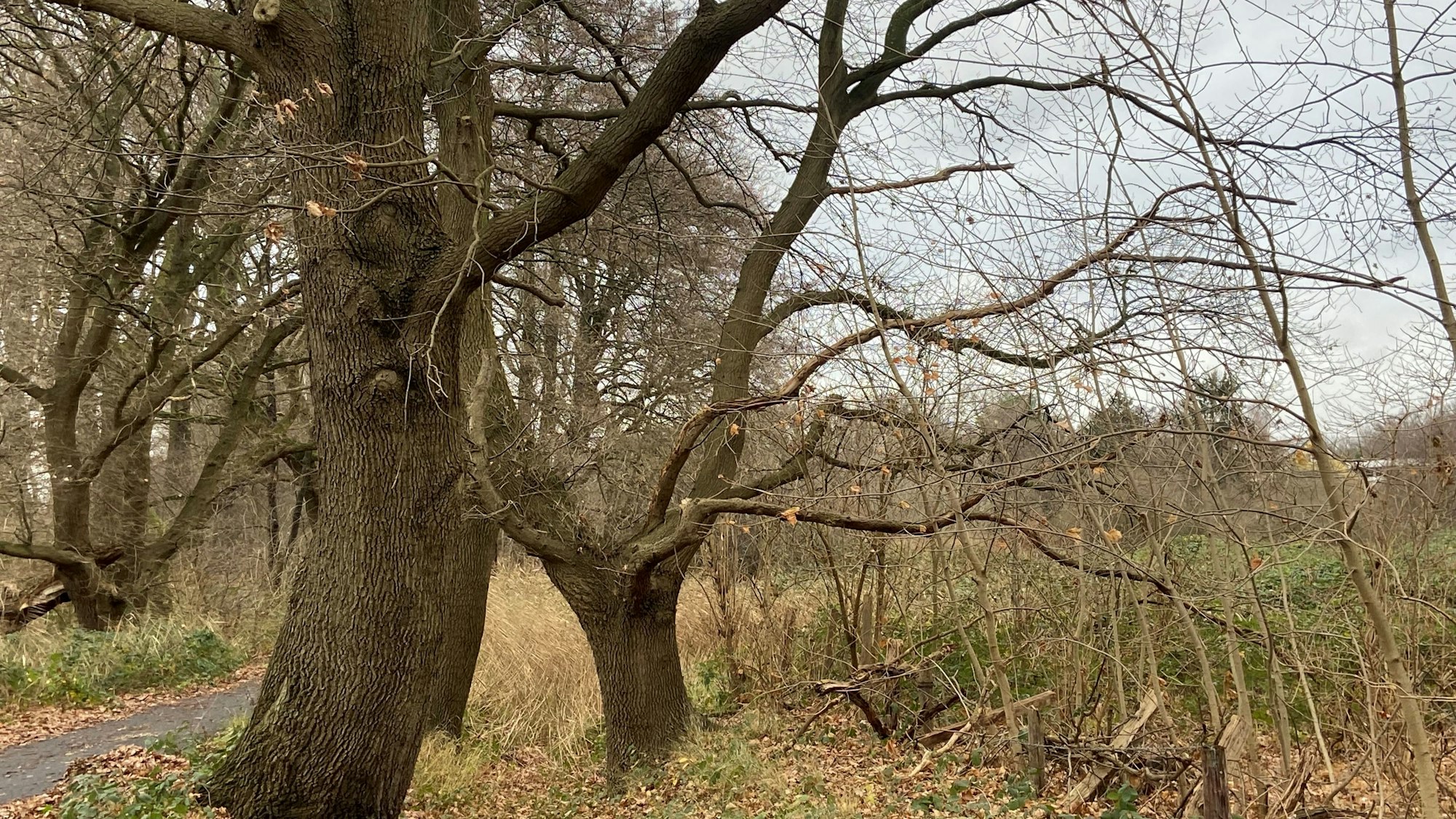Eine Baum-Wiesen-Landschaft mit einem Weg ist zu sehen.