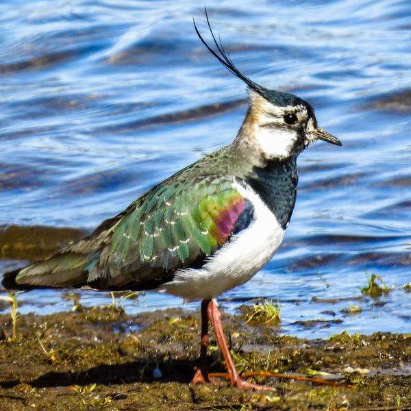 Ein Vogel mit typischer Kopffeder vor einer Wasserfläche.