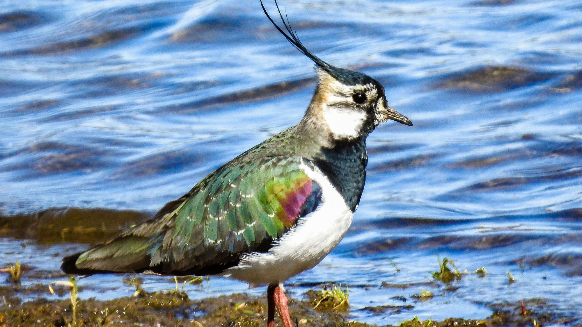 Ein Vogel mit typischer Kopffeder vor einer Wasserfläche.