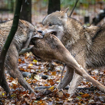 Wölfe in einem Gehege reißen ein Tier.