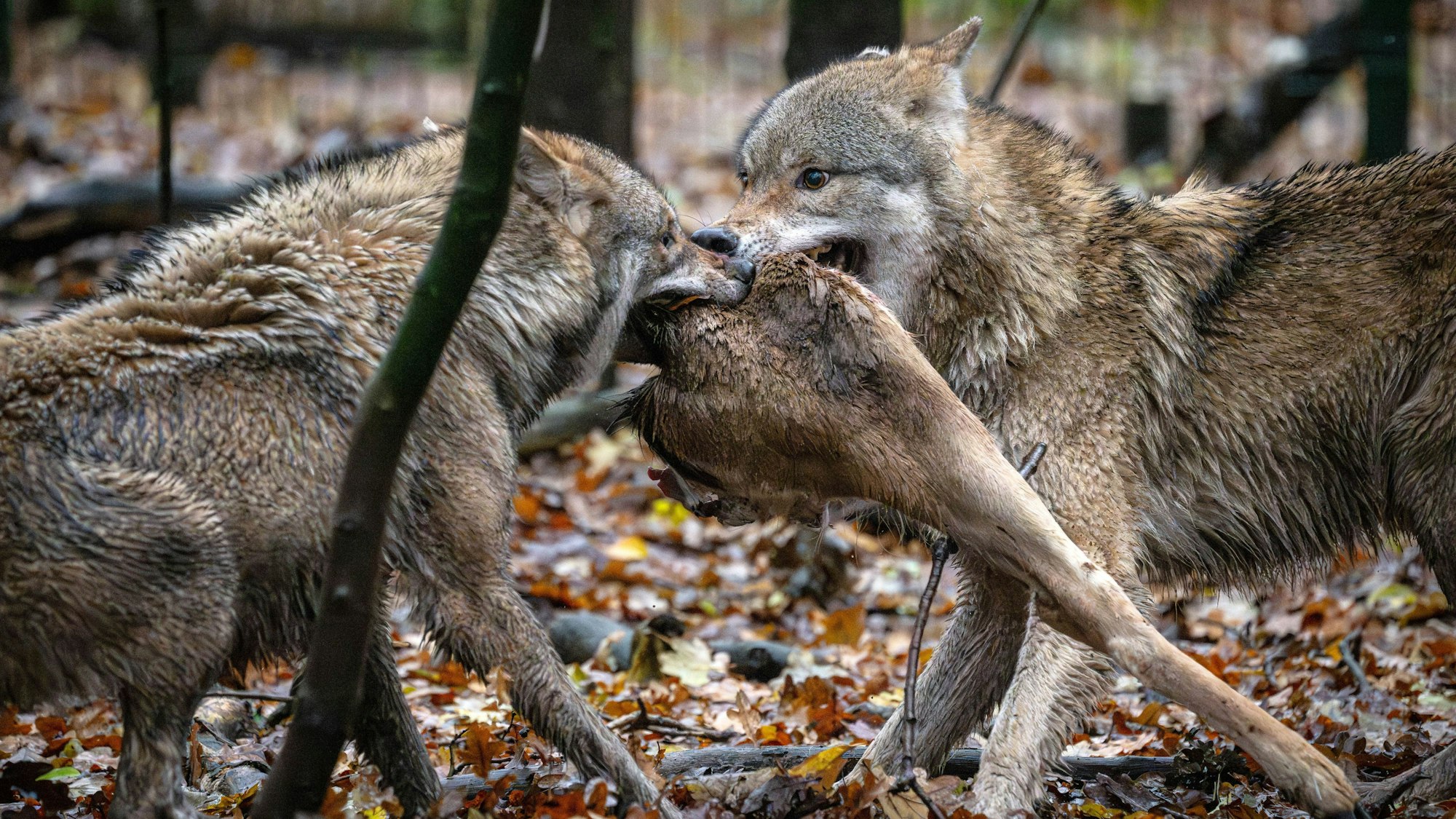 Wölfe in einem Gehege reißen ein Tier.
