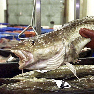 Ein toter Fisch auf einem Marktstand