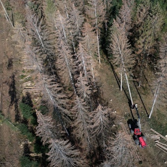In ganz Deutschland haben Borkenkäfer Fichten befallen und ein massenhaftes Baumsterben ausgelöst. Ein Pilz bedroht nun die Insekten.