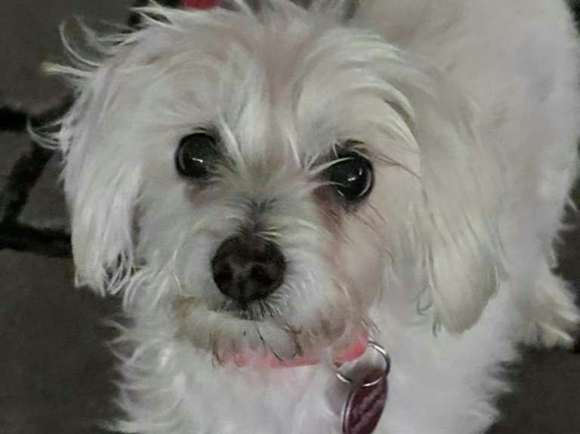 Chopsy wurde von einem großen Hund in Alfter-Witterschlick zunächst verfolgt und dann schließlich auf einem Spielplatz tödlich attackiert.