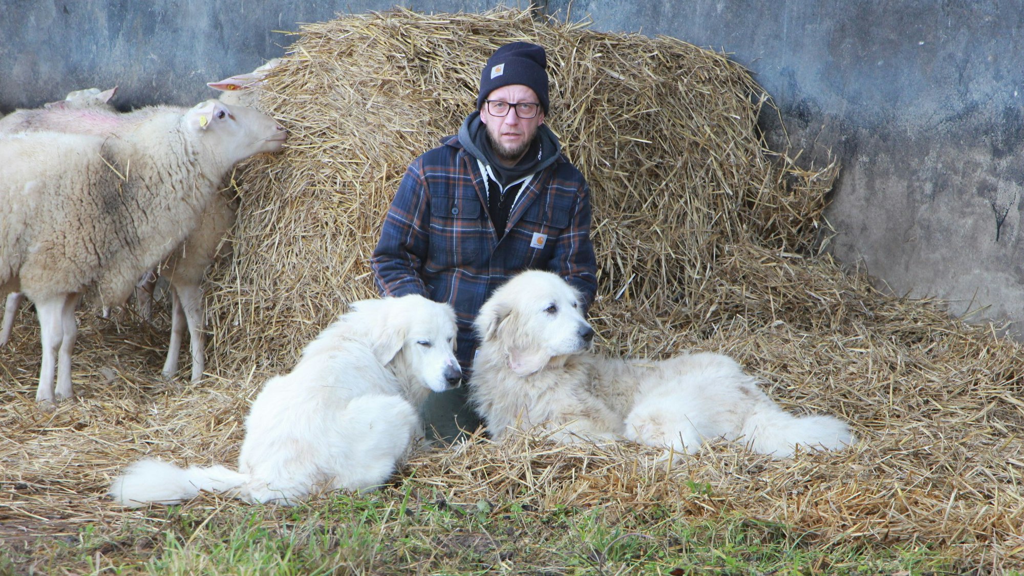Schäfer Simon Darscheid mit seinen beiden Herdenschutzhunden.