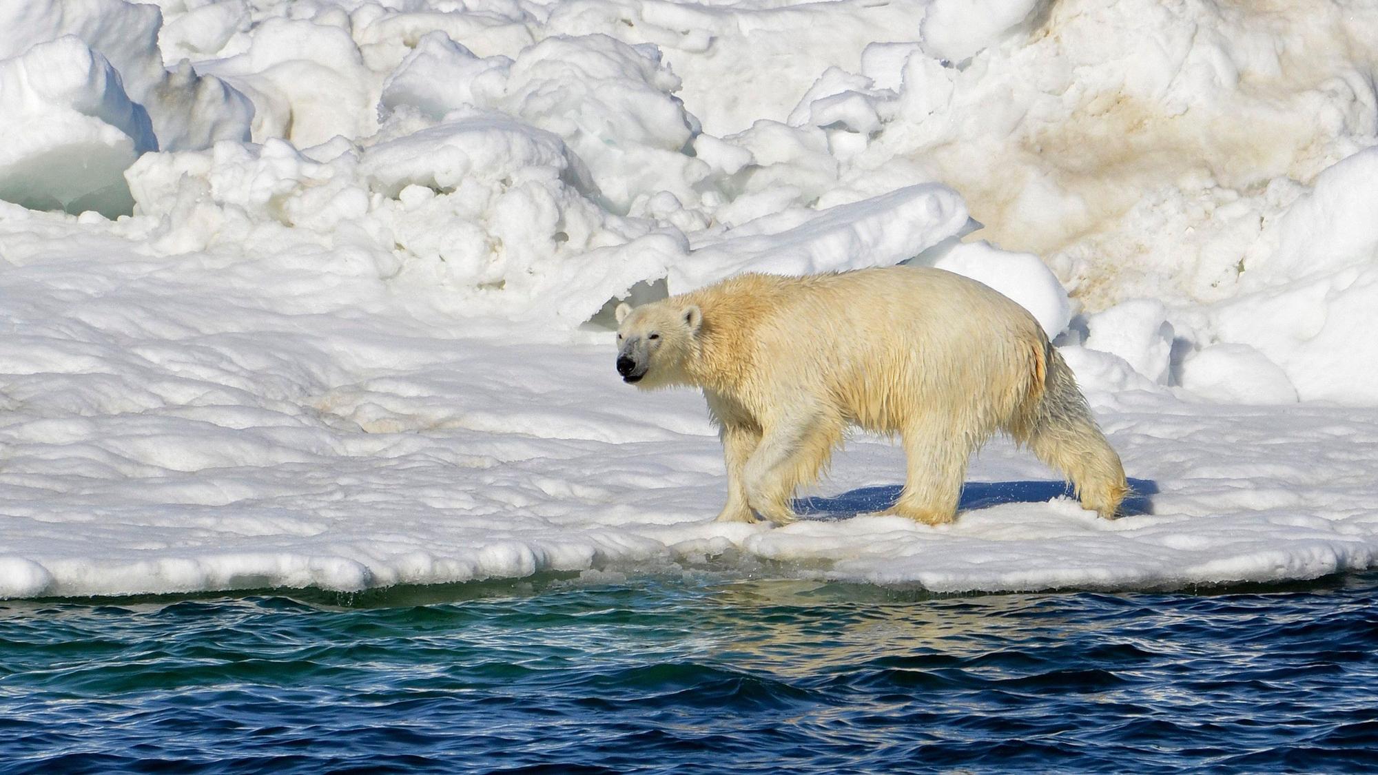 Auf diesem vom U.S. Geological Survey veröffentlichten Foto trocknet sich ein Eisbär ab, nachdem er in der Tschuktschensee in Alaska geschwommen ist.