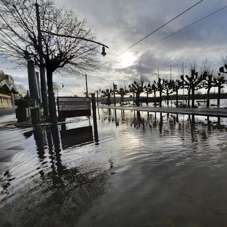 Auf einer Straße steht das Wasser, im Hintergrund sind die Bäume auf der Rheinpromenade zu sehen,