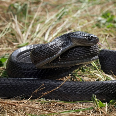 Eine Schwarzotter hat sich in Queensland in einer Toilette versteckt (Symbolbild).