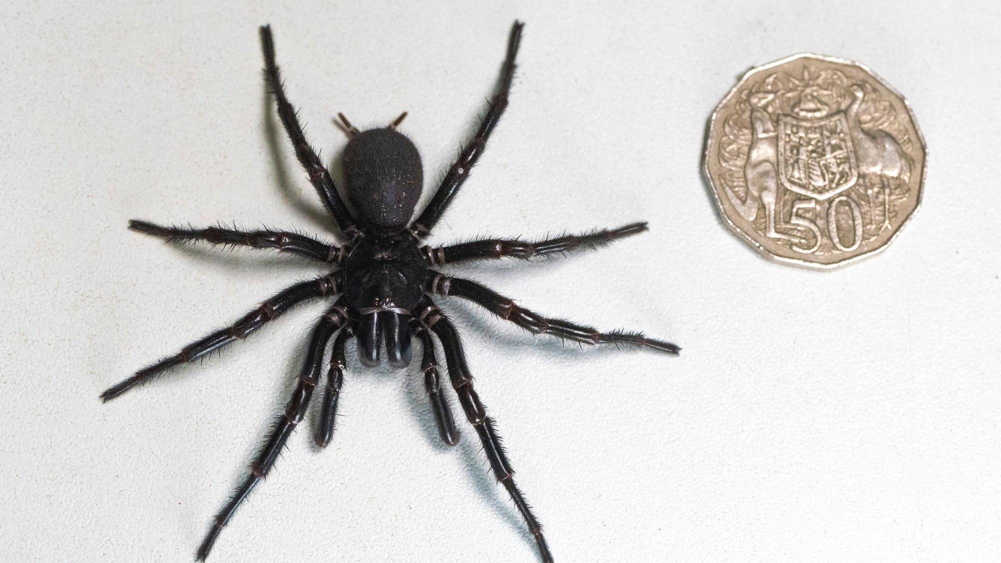 Ein männliches Exemplar der Sydney Funnel Web Spider, des giftigsten Spinnentiers der Welt (Symbolbild)