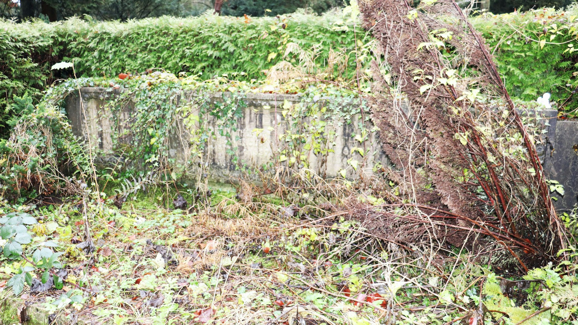 Ein Grab ist komplett von Efeu überwuchert.