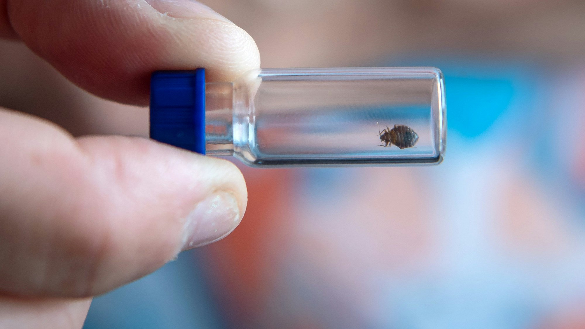 Eine Bettwanze wurde in eine Glasröhre gesteckt