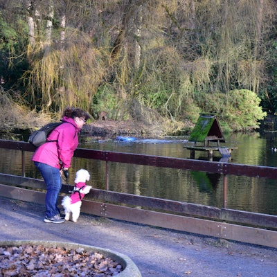 Teich im Waldpark Troisdorf, Frau mit Hund beobachtet Enten.