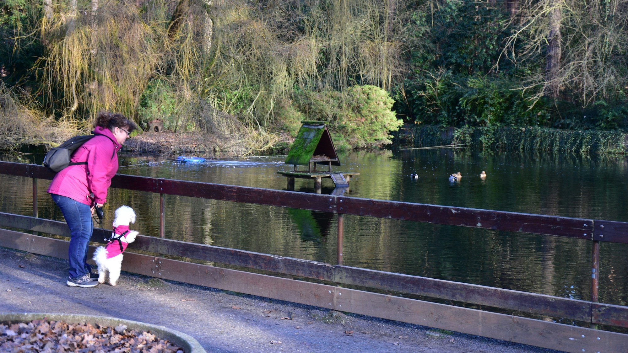 Teich im Waldpark Troisdorf, Frau mit Hund beobachtet Enten.