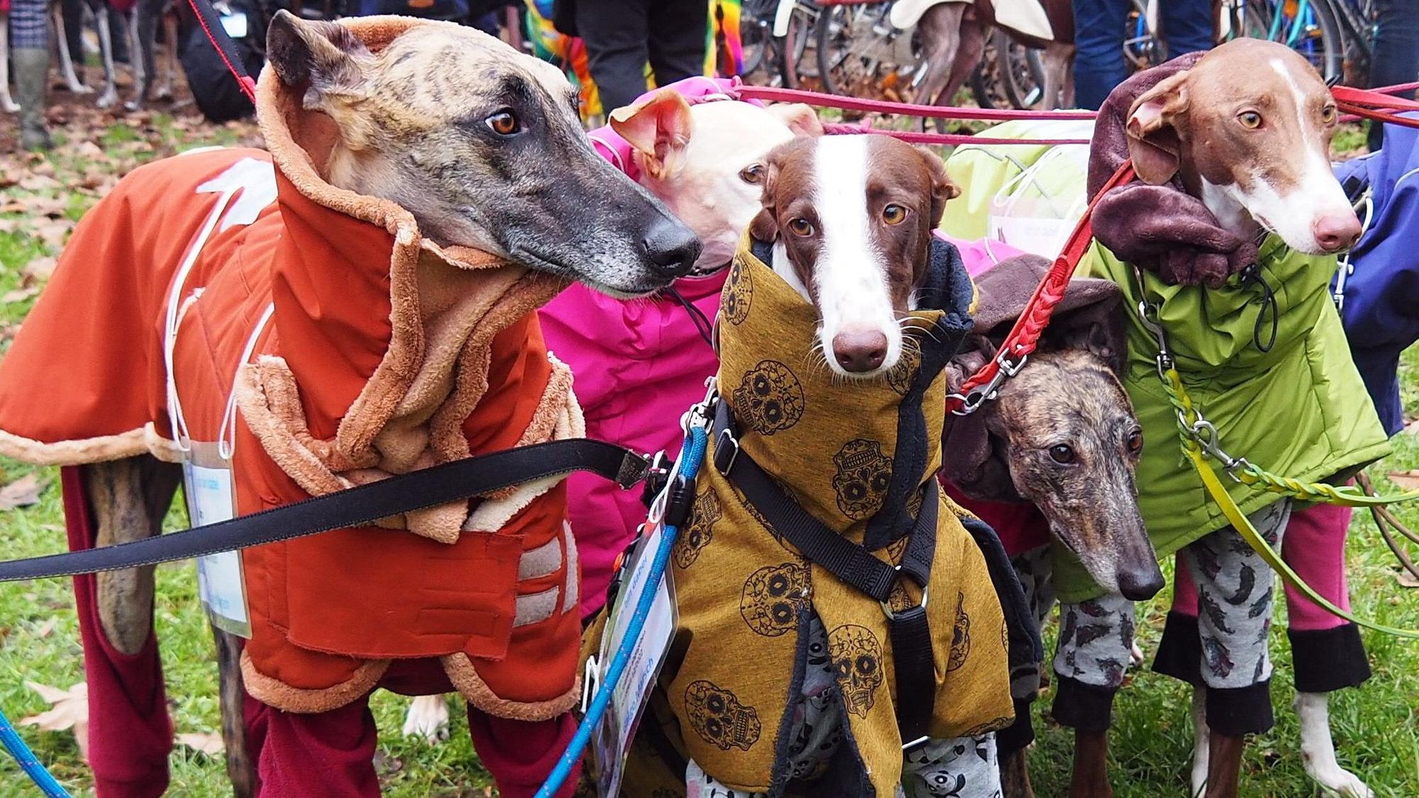 Vier zartgliedrige Hunde stehen dicht nebeneinander, sie alle haben dicke Mäntel an.