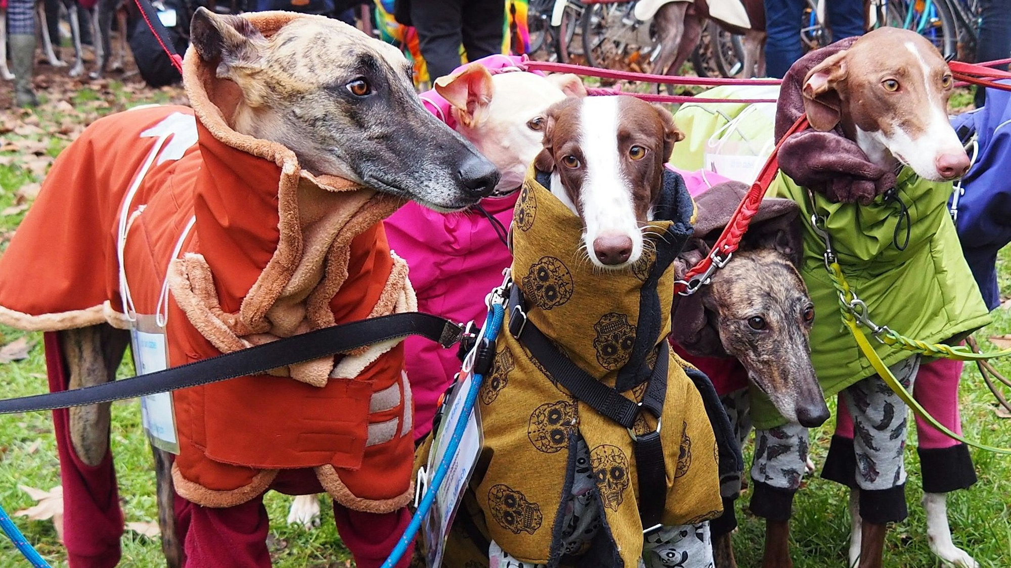 Vier zartgliedrige Hunde stehen dicht nebeneinander, sie alle haben dicke Mäntel an.
