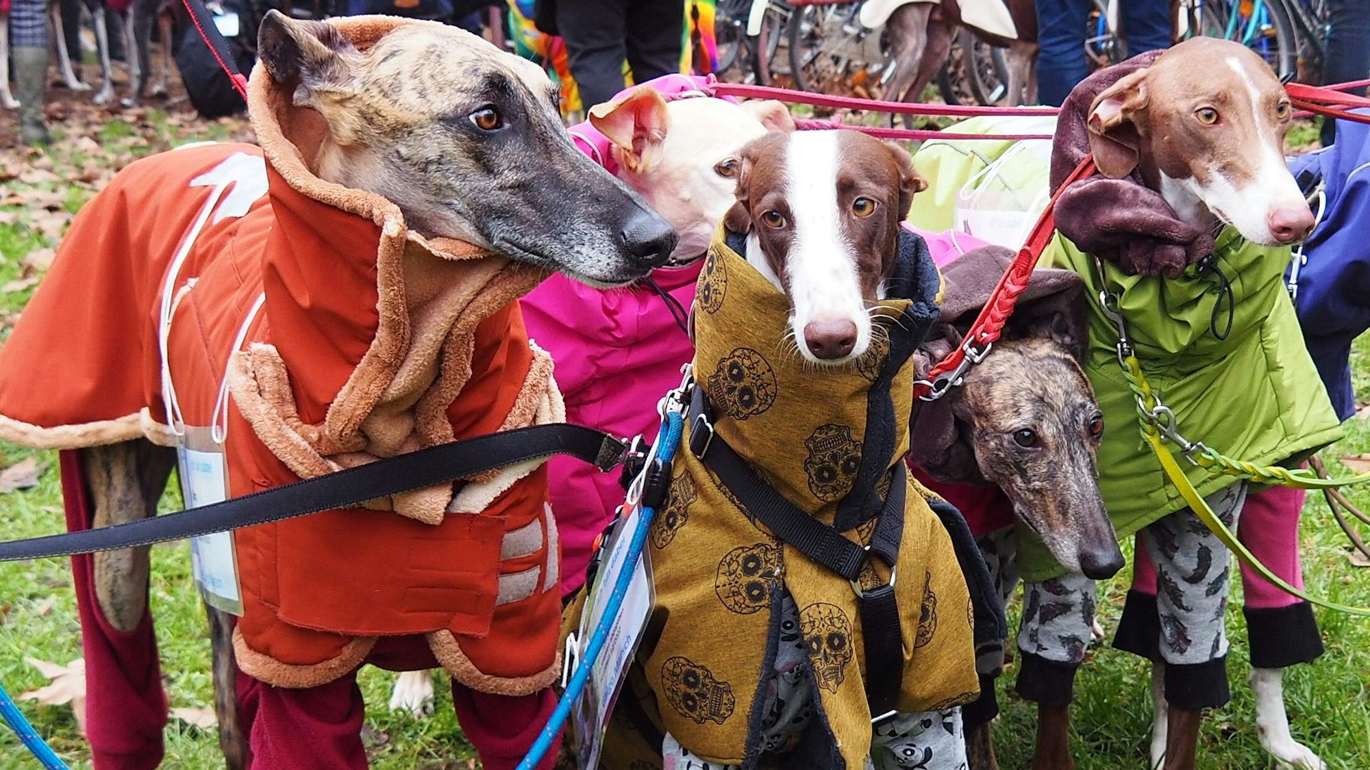 Vier zartgliedrige Hunde stehen dicht nebeneinander, sie alle haben dicke Mäntel an.