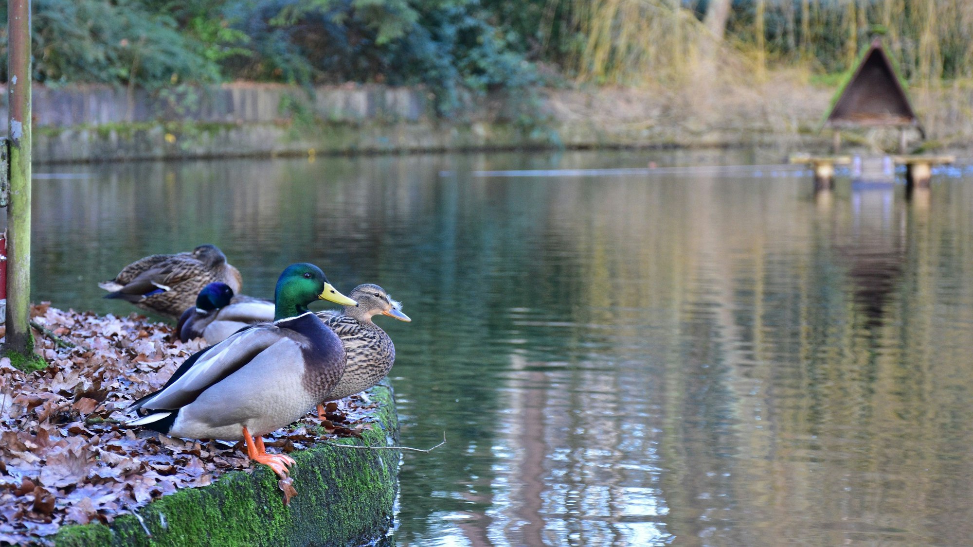 Enten sitzen am Ufer eines Teichs im Park.