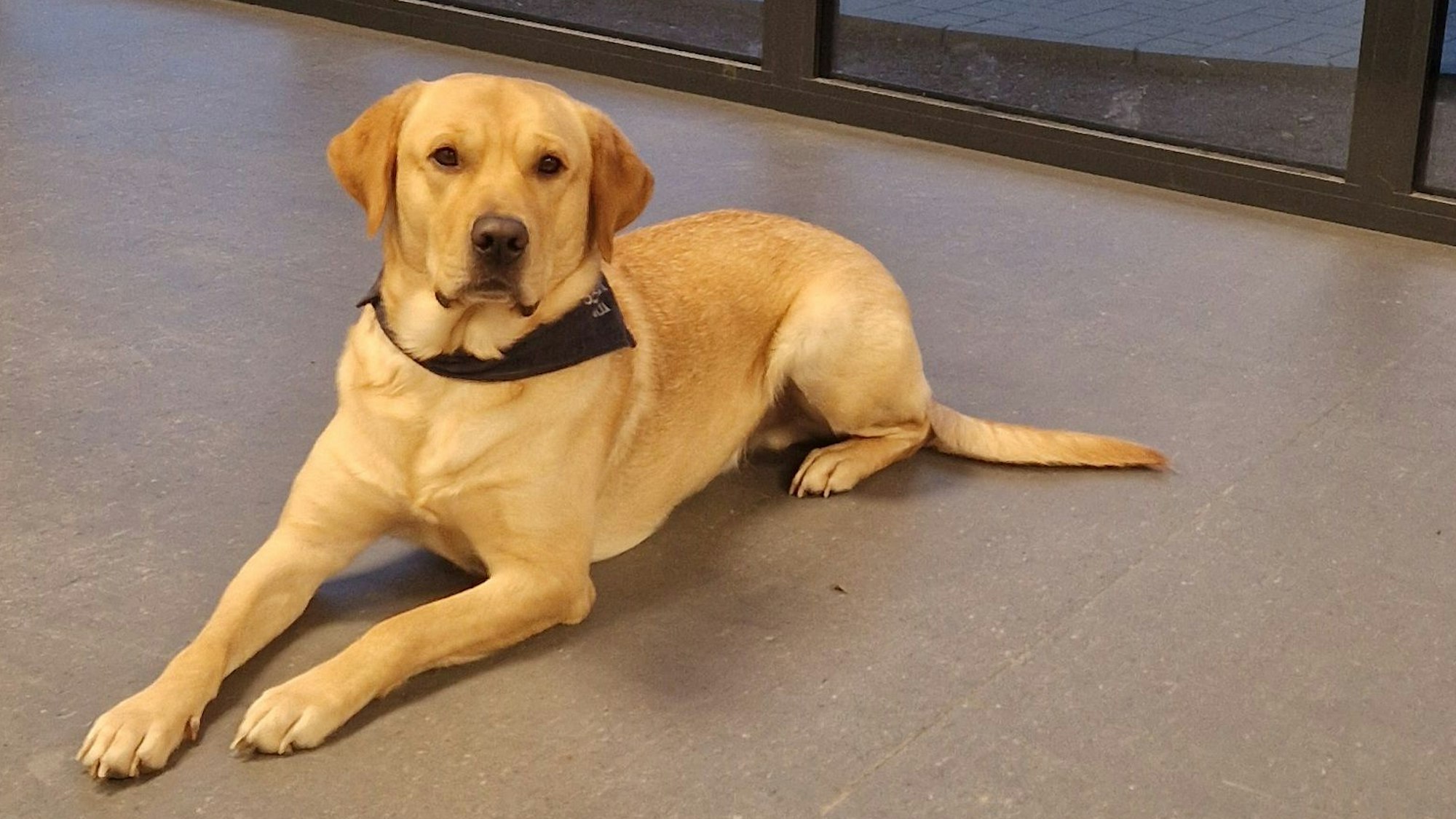 Zu sehen ist Schulhund Balu.