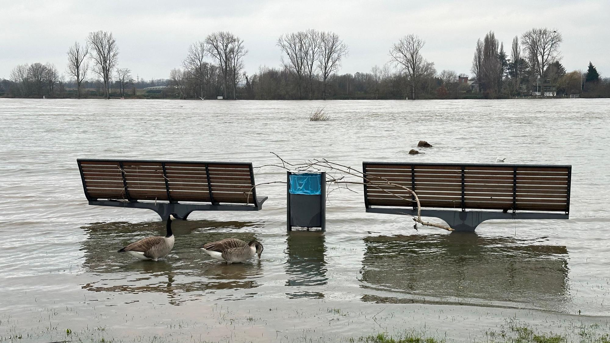 Zwischen zwei überfluteten Bänken steht ein Abfallbehälter am Rheinufer in Niederkassel. Er wurde vom Hochwasser geleert. Sein Inhalt findet sich später am Ufer.