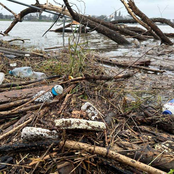 Am Rheinufer in Niederkassel findet man jede Menge Plastikdosen und Styroporteile, die vom Hochwasser zurückgelassen wurden.