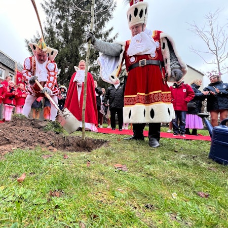 Das Porzer Dreigestirn pflanzt einen Baum.