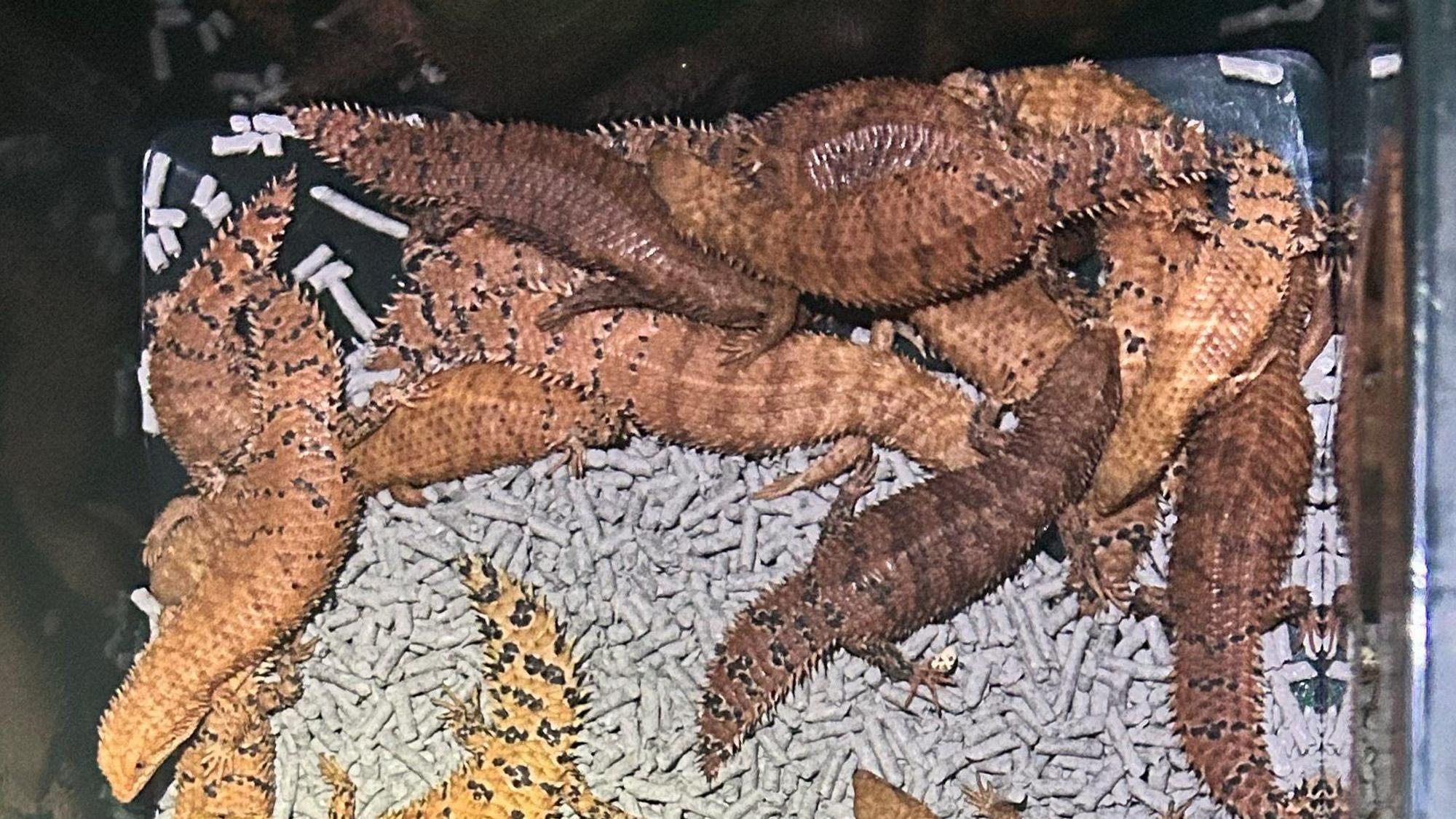 Ein Bild der Polizei von New South Wales zeigt australische Reptilien, die von der dortigen Polizei beschlagnahmt wurden.