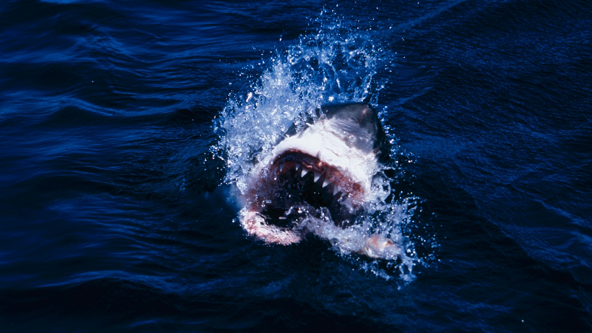 Ein Hai an der Wasseroberfläche.
