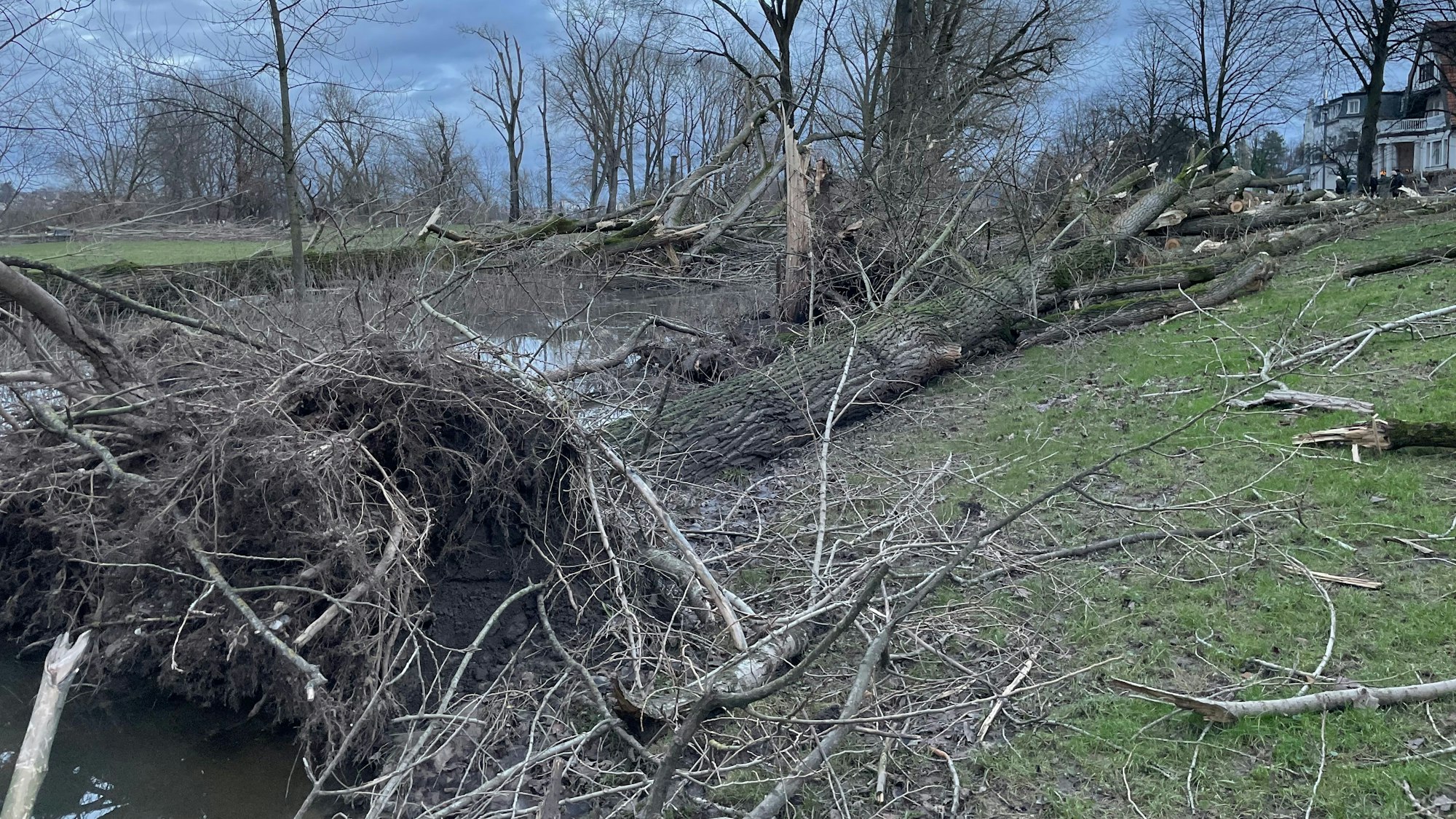 Umgestürzte Bäume liegen auf einer Wiese.