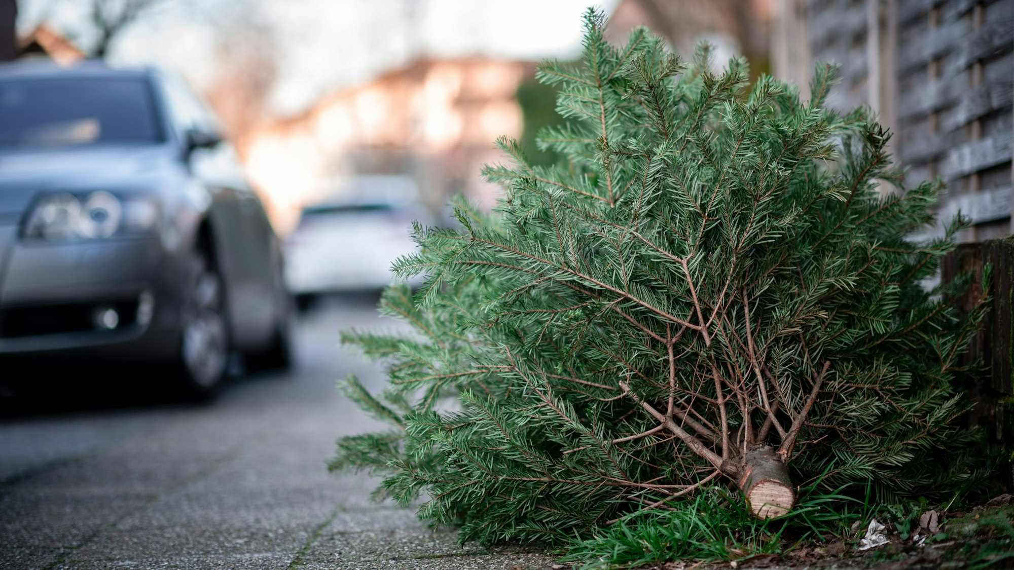 Ein Tannenbaum liegt an einer Straße.