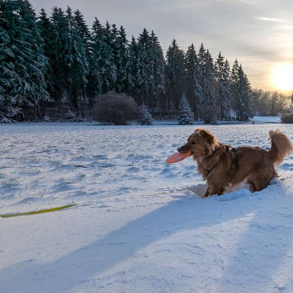 Verschneite Eifellandschaft mit Hund bei Nettersheim