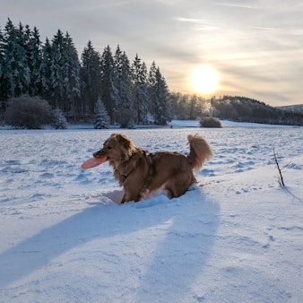 Verschneite Eifellandschaft mit Hund bei Nettersheim